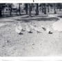 Ducks